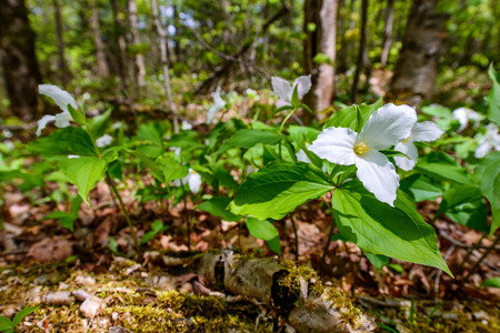 The Trillium Flower | Trinity Lutheran Church